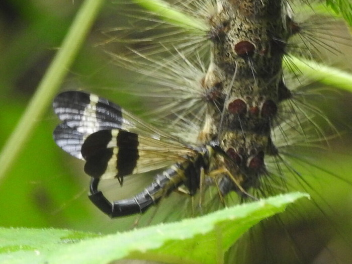 RSCN6158
