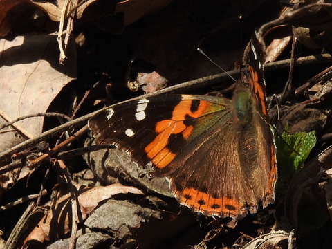 RSCN0608