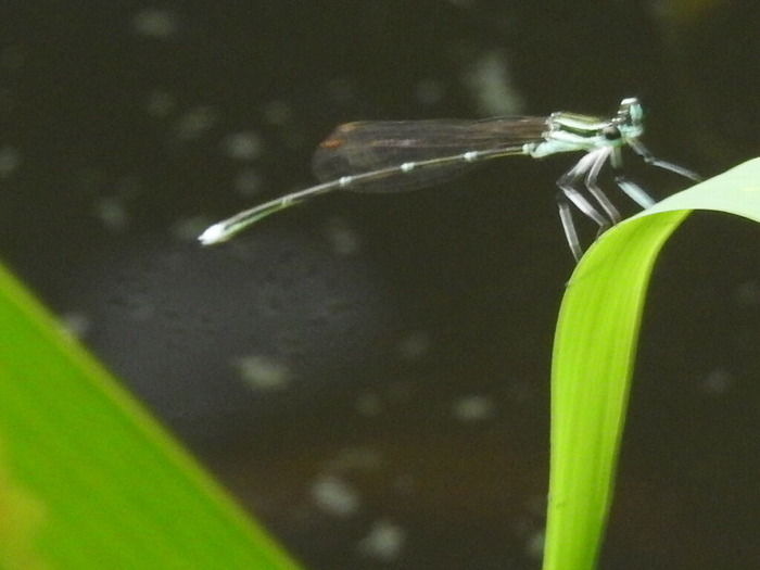 RSCN7718