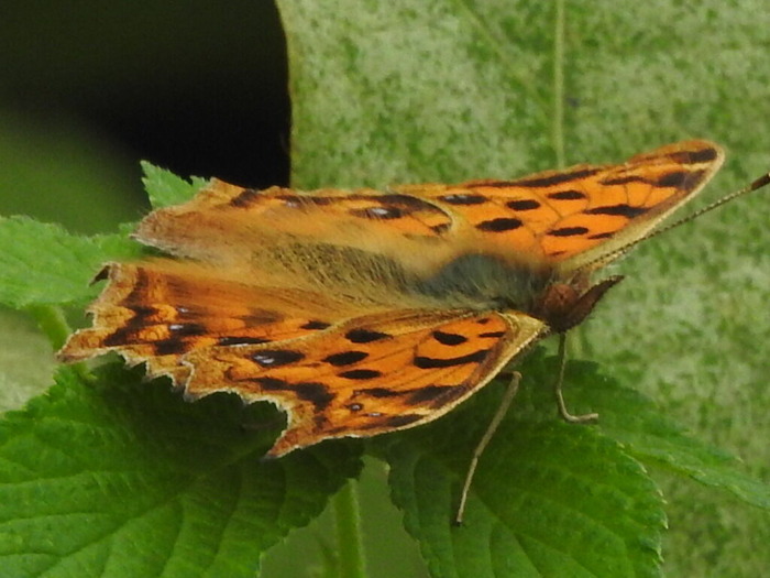 RSCN8723