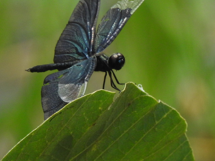 RSCN7726