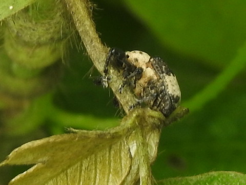 RSCN8173