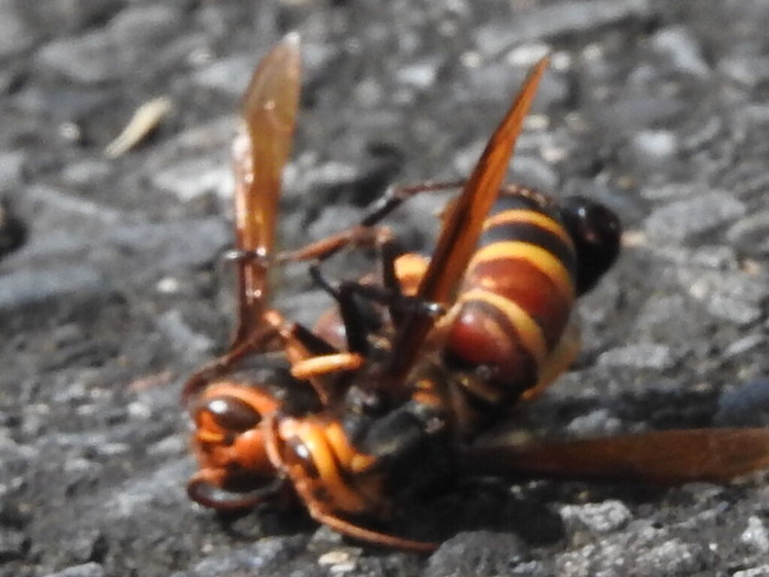 RSCN8580