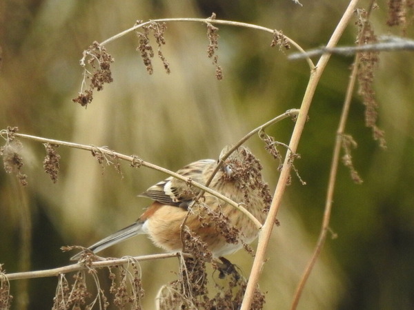 DSCN5475