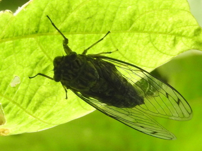 RSCN8231