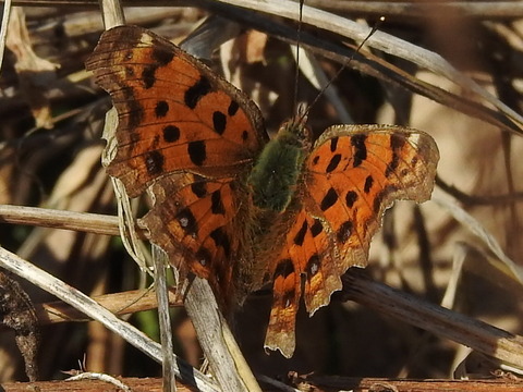 RSCN0547