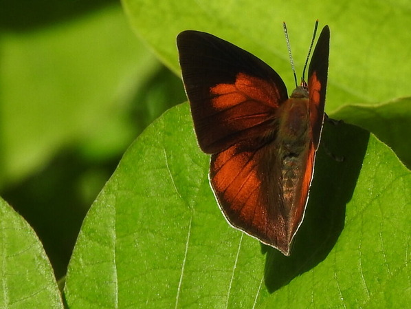 RSCN0433