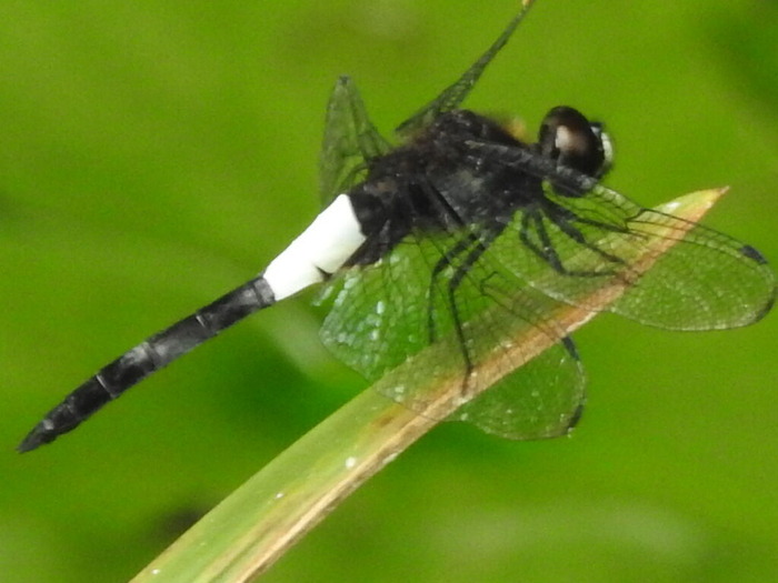 RSCN7725