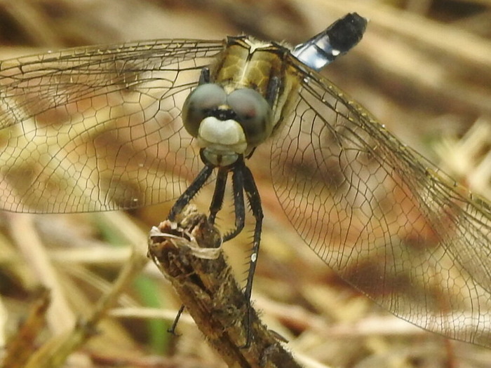RSCN6340
