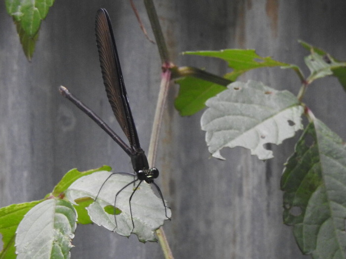 RSCN5763