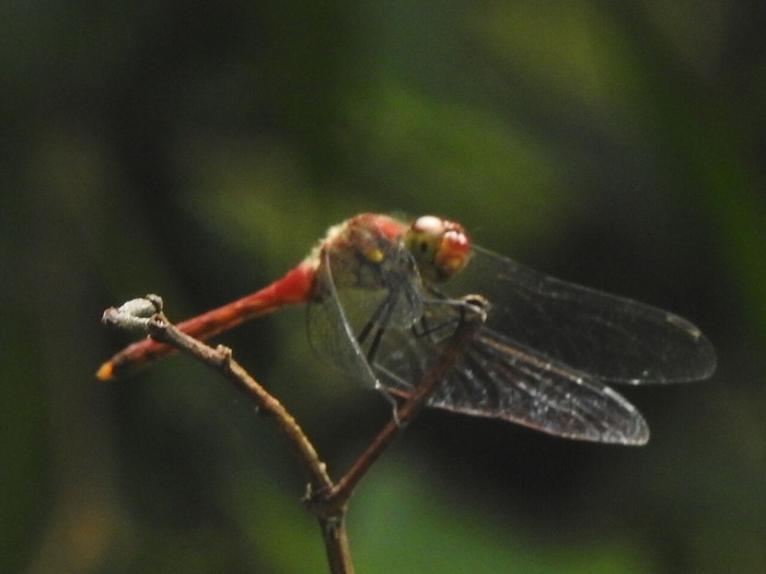 RSCN7847
