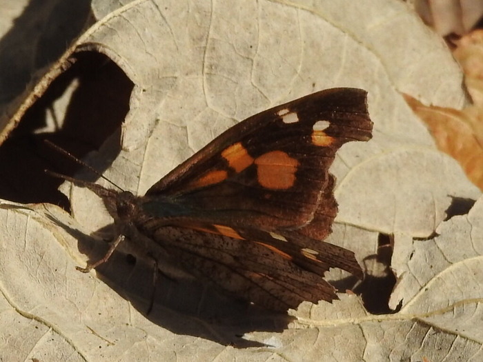 RSCN3085