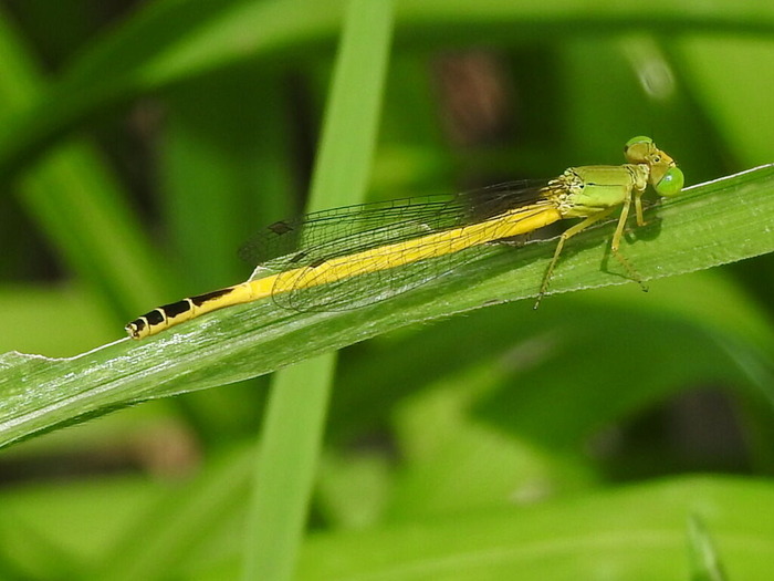 RSCN7680