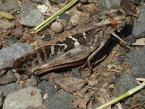 RSCN1689