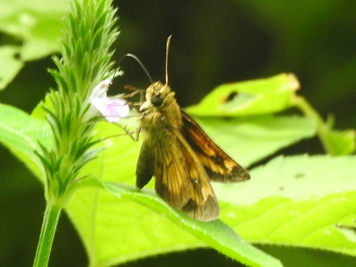 RSCN7931