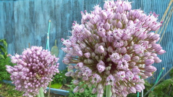ジャンボニンニクの花など ノリスケのフォト日記 ジャンボニンニクの花など ノリスケのフォト日記
