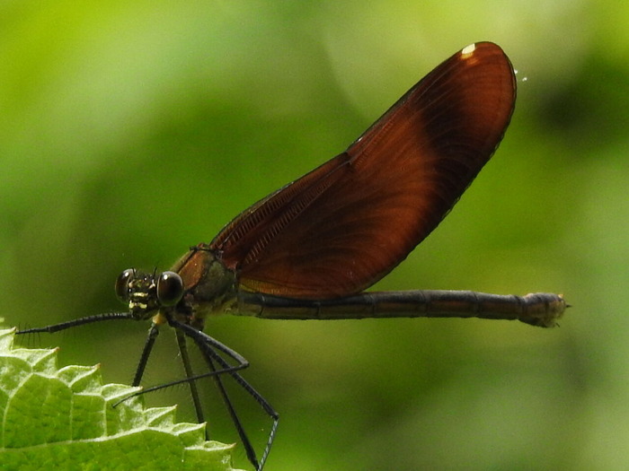 RSCN5424