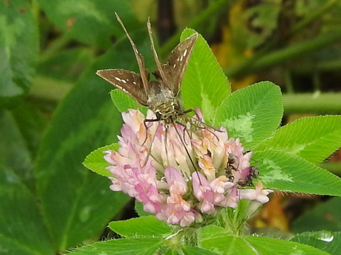 RSCN4129
