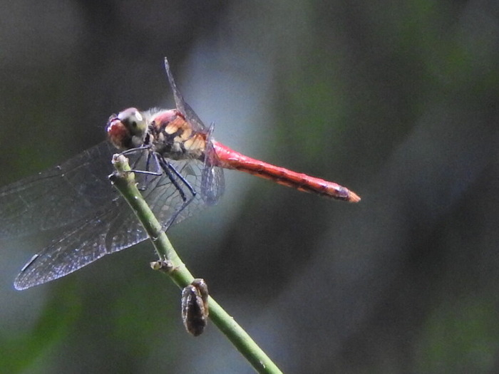 RSCN7395