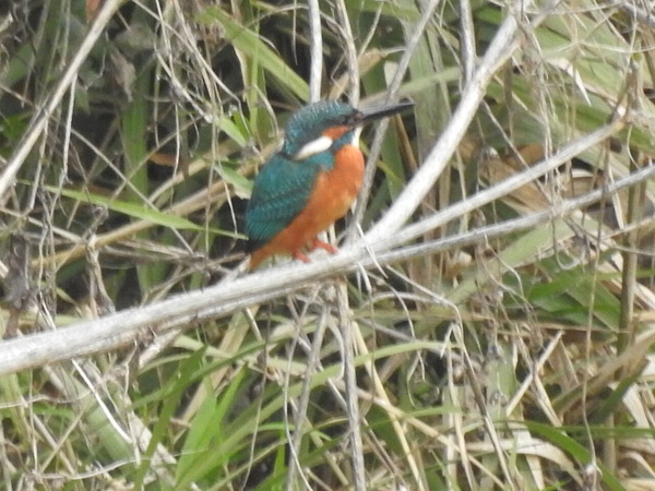 DSCN3367