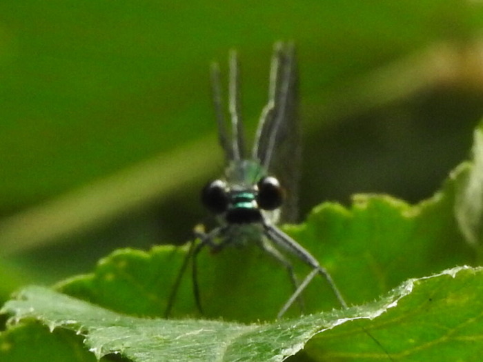 RSCN5875