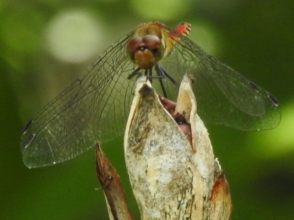 RSCN2086