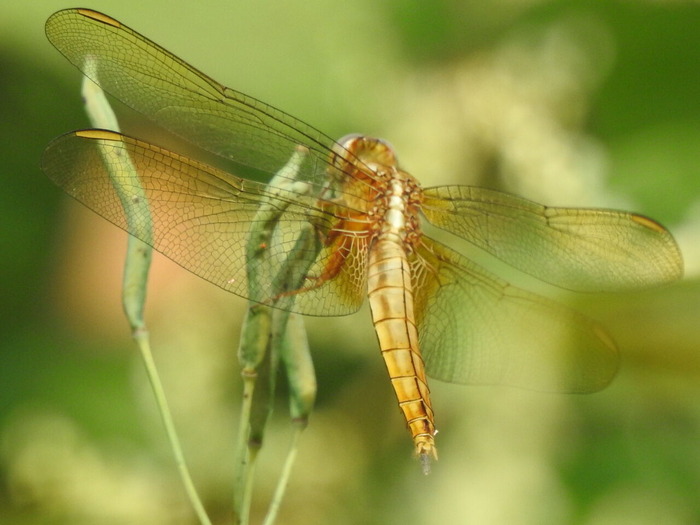 RSCN5962
