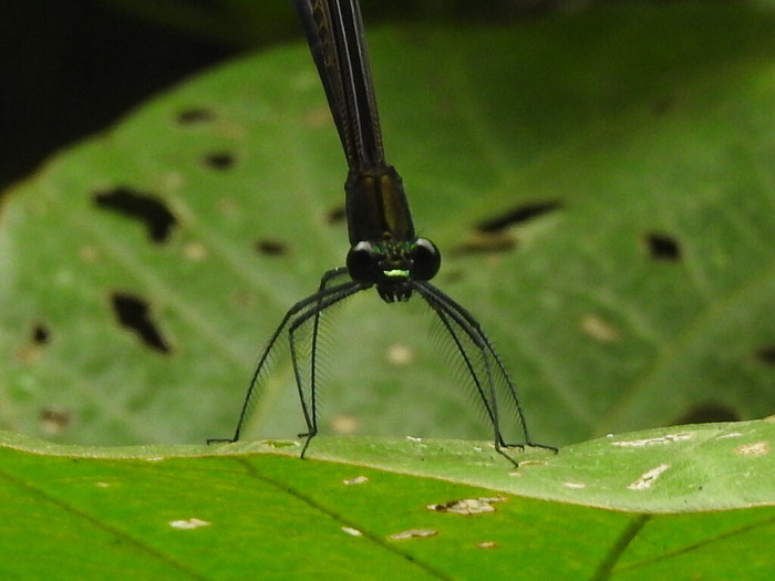 RSCN6026