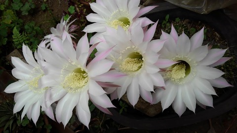 KIMG0442