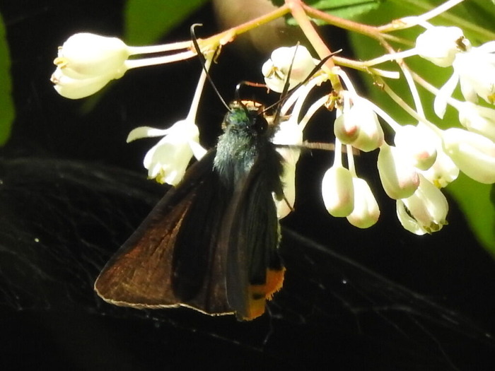 RSCN4633