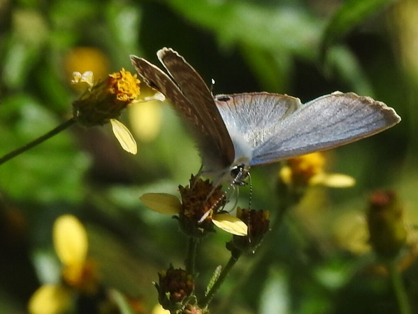 RSCN1080