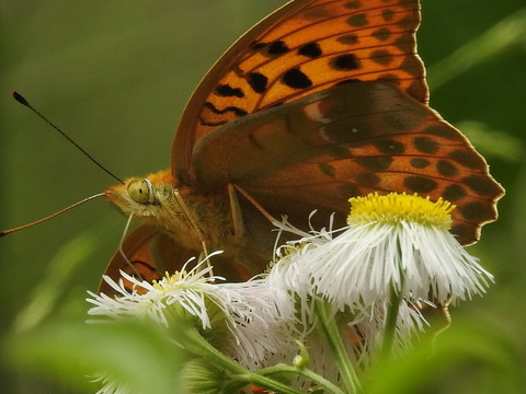 RSCN2660