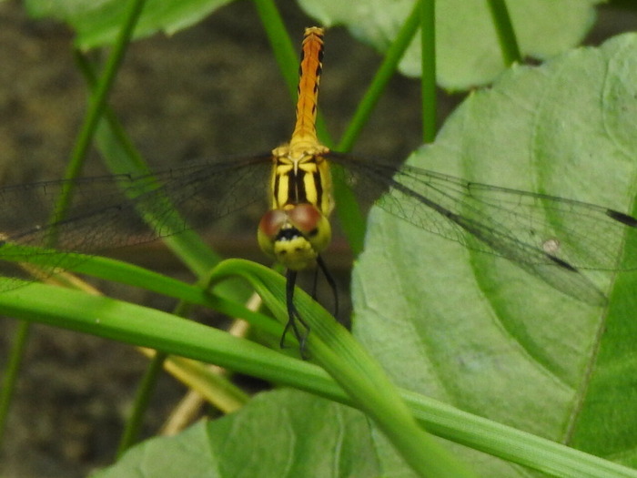 RSCN6919