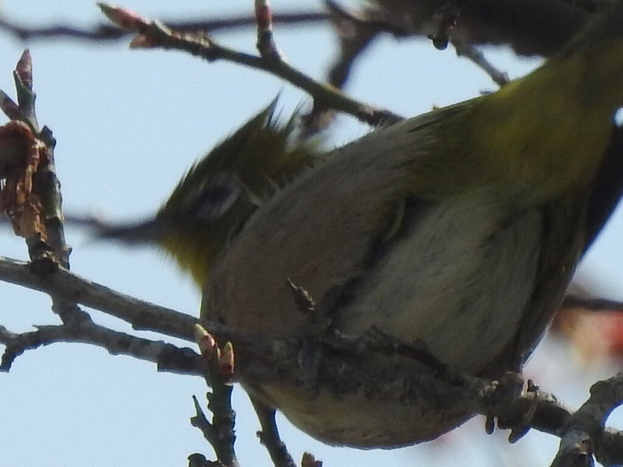 RSCN3356