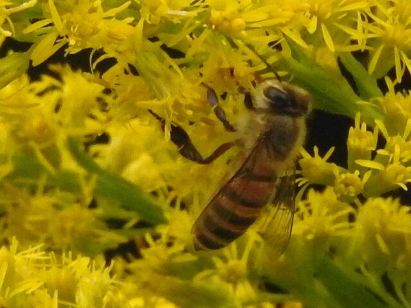 RSCN2745