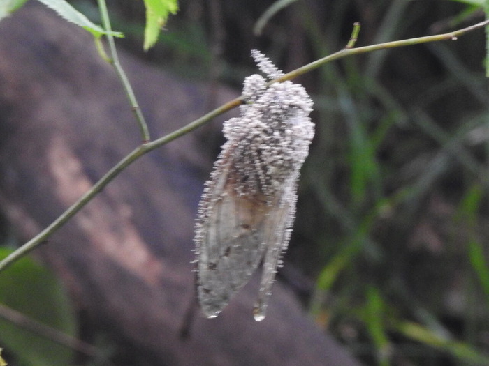 RSCN8238