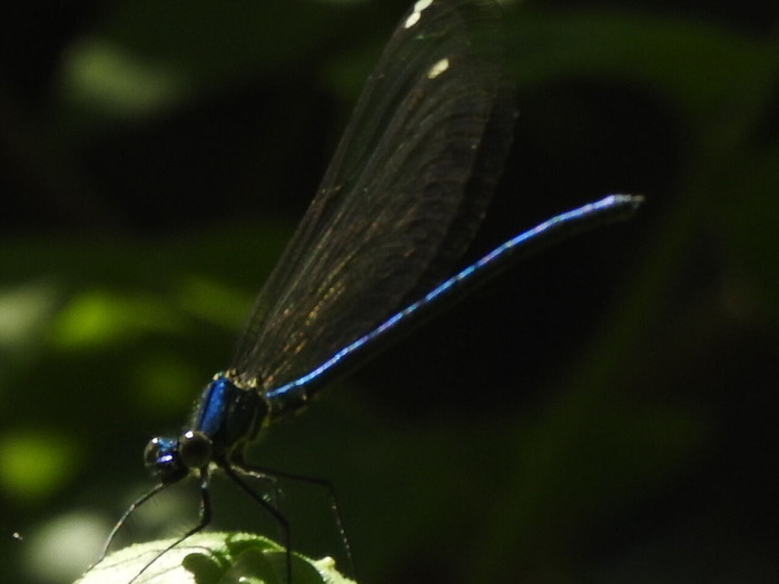 RSCN4619