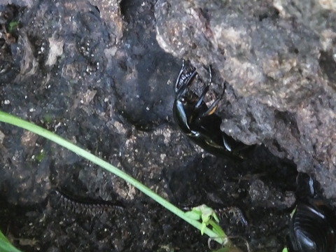 DSCF2449