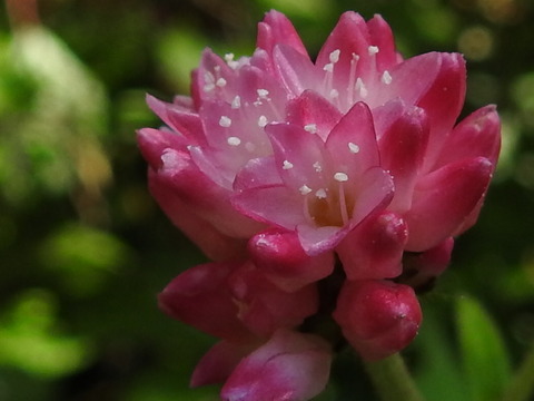RSCN6704