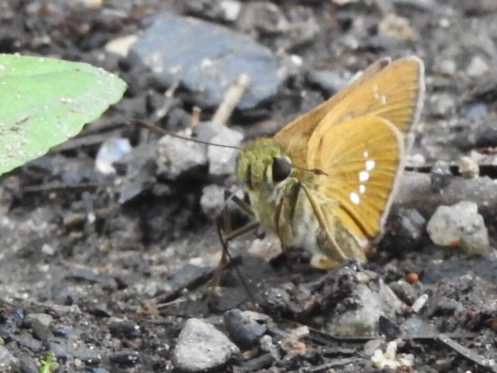 RSCN7798