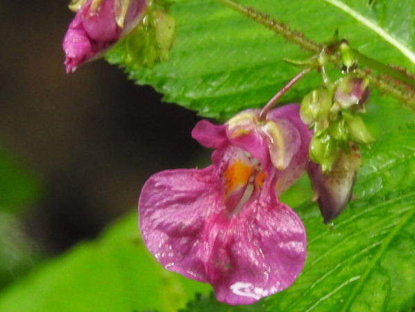 RSCN0607