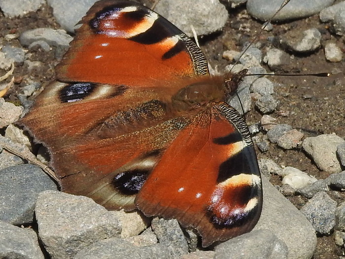 RSCN3218