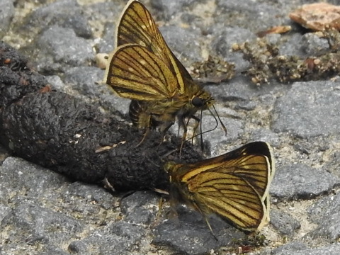 RSCN2667