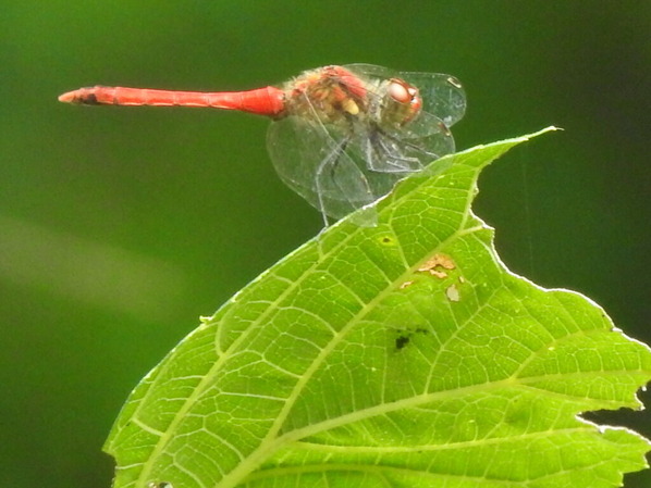 RSCN0575