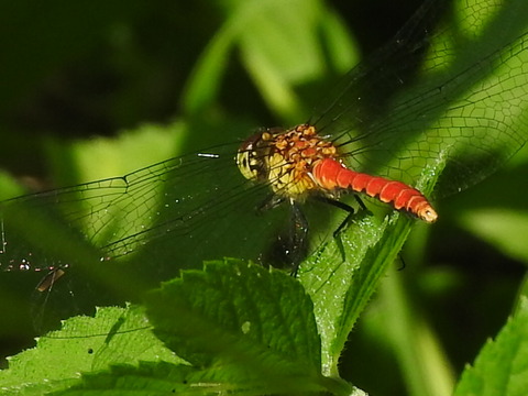 RSCN1677