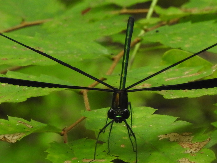 RSCN5508