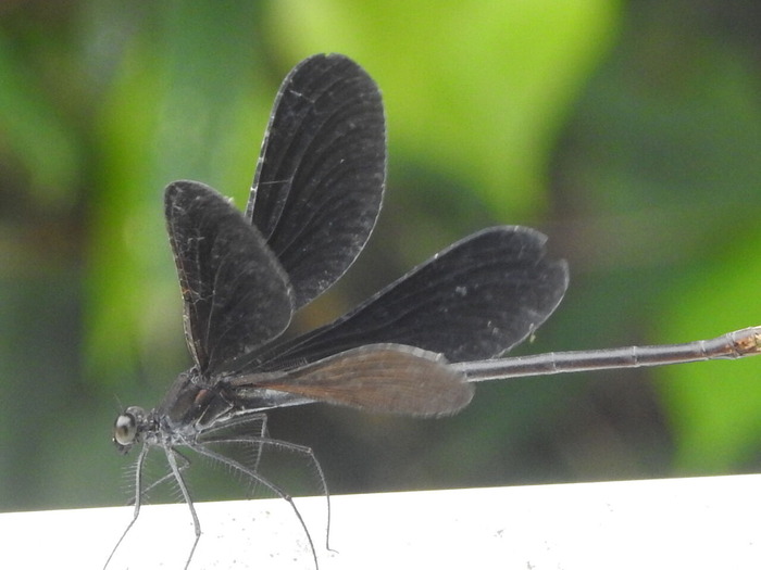 RSCN7427