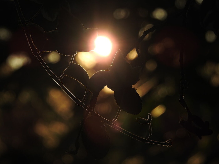 DSCN7065