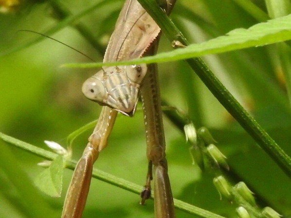 RSCN2235