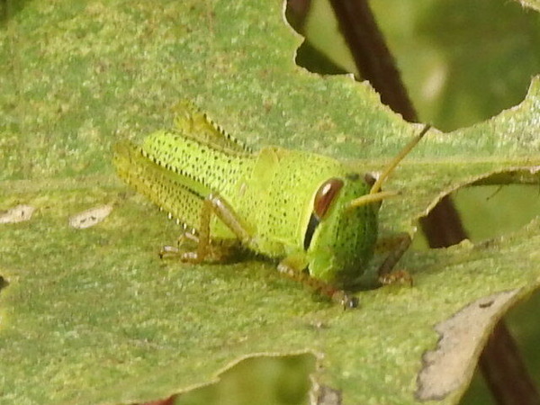 RSCN8810